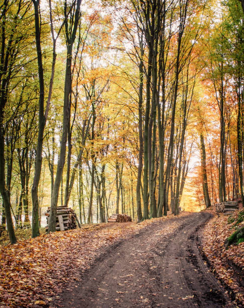 Forest Path in Autumn with Fallen Leaves and Stacked Wood