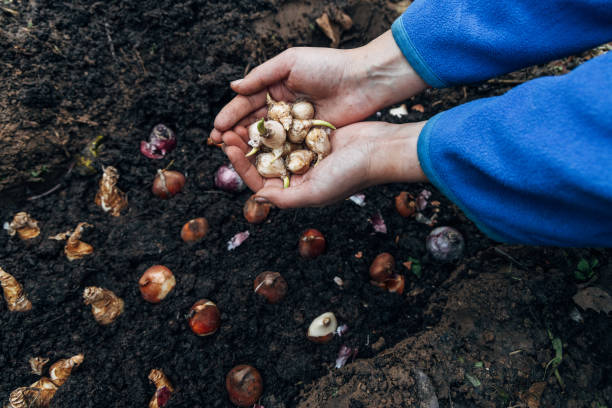 istock hands holding muscari bulbs before planting in the ground 2195163130