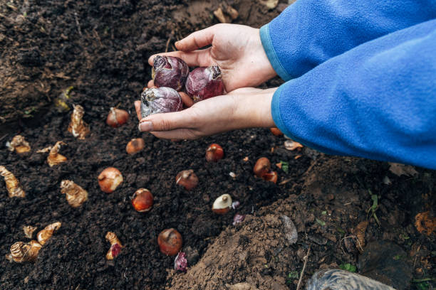 istock hands holding hyacinth bulbs before planting in the ground 2195163406