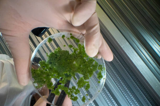 istock Scientist observing green algae in a petri dish, advancing research in bioengineering, sustainable energy, and environmental solutions. 2195164853
