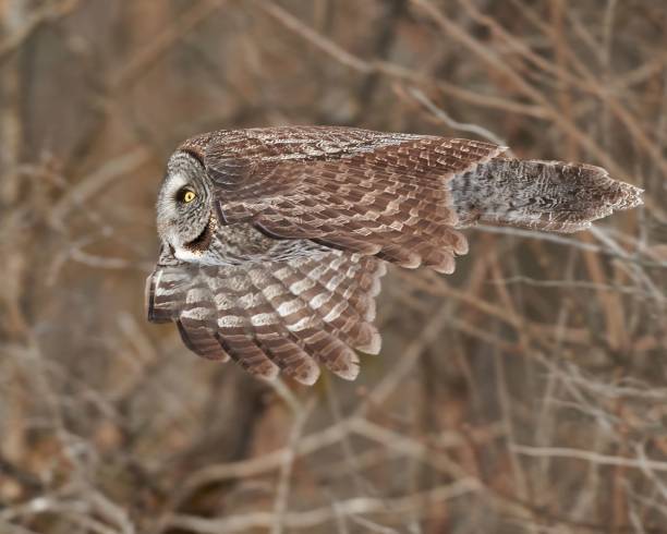 istock Majestic owl in flight in a forest setting. 2195164901