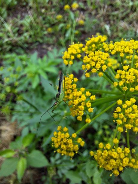 Golden Alexanders - Zizia aurea - blooming in a Wisconson garden. An insect is visiting the flower.