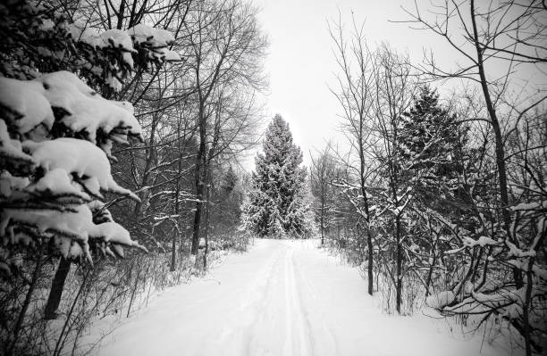 A black and white image of a snow-covered trail used by hikers and skiers that leads to a Christmas tree on a cold winter day in Ludington, Michigan.