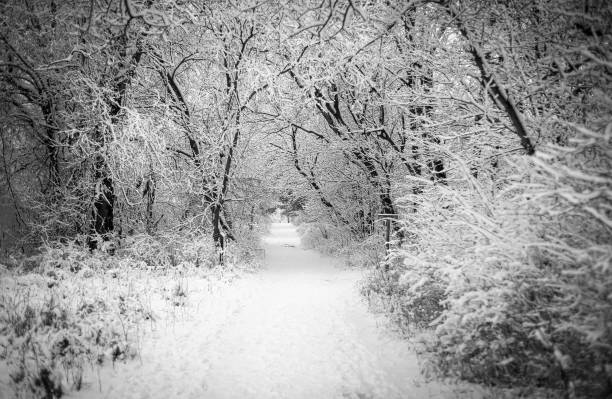 A black and white image of a snow-covered trail under a canopy of trees and branches on a cold winter day in Petoskey, Michigan.