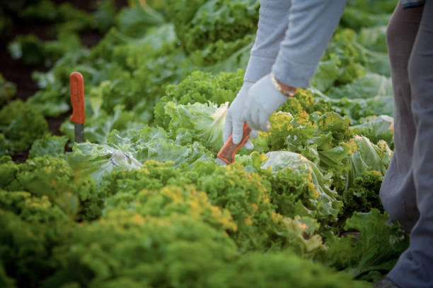 istock Farm worker picks lettuce in Oregon 2195171783