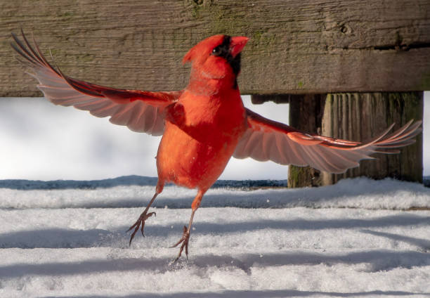 istock A male Northern Cardinal outdoors in the snow. 2195172372