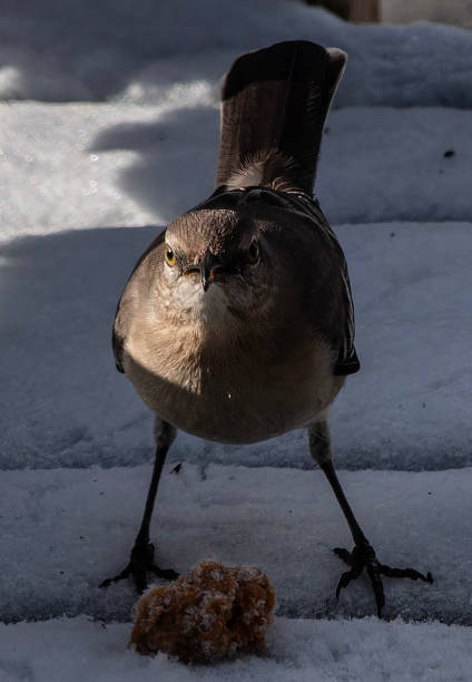 istock Northern Mockingbird in the snow 2195172373