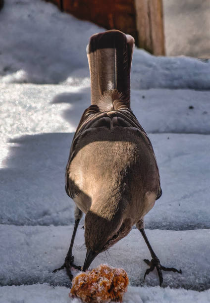 istock Northern Mockingbird in the snow 2195172385