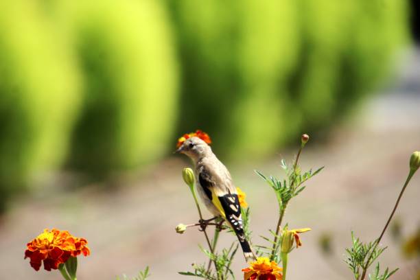 istock common goldfinch bird - Carduelis car 2195172636