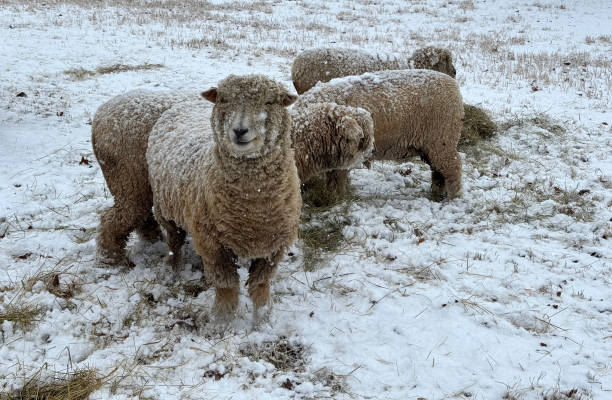istock Sheep at farm in Winter 2195172812