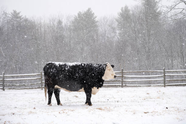 istock Cow at farm in Winter 2195172842