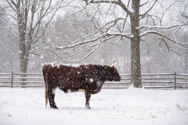 Cow at farm in snowstorm, Worcester, Pennsylvania, USA