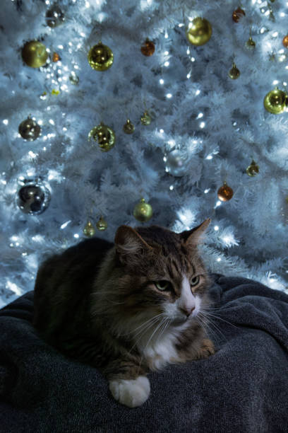 istock Cat resting peacefully in front of a beautifully decorated Christmas tree at night 2195173665