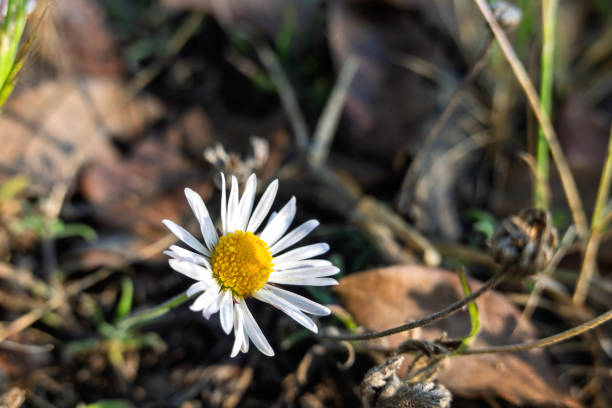 A single daisy flower showcases its bright white petals and vibrant yellow center, standing out amidst a background of dry brown leaves and green grass.