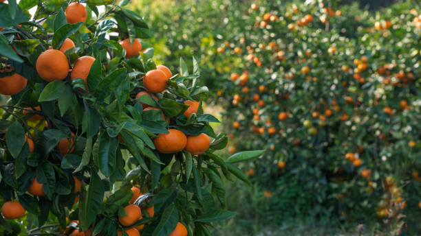 istock Trees full of tangerines before harvest 2195174849