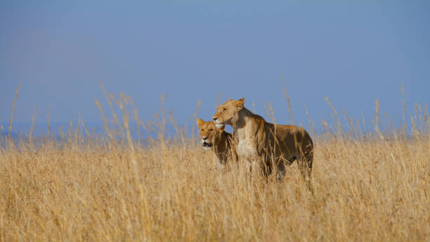 Two adult lions, likely a mating pair, navigate the golden savanna within Kenya's renowned wildlife reserve, their tawny coats blending with the tall grasses under a clear blue sky.