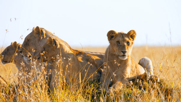 istock Pride of Lions Resting in Masai Mara 2195175255