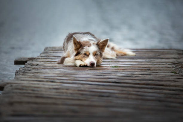 A Jack Russell Terrier lies relaxed on a wooden dock overlooking a calm body of water. The peaceful atmosphere and soft light emphasize the tranquil outdoor moment.