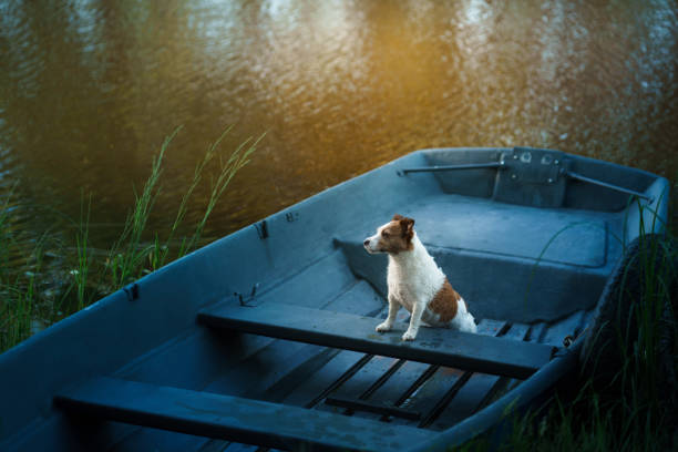 istock Dog in a rowboat 2195175338