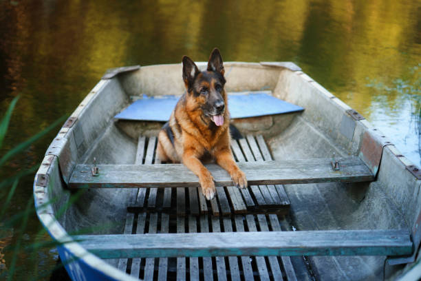 A German Shepherd rests in a wooden boat with a serene lake reflecting the surrounding trees. The relaxed pose conveys the dog's calmness in the peaceful environment.