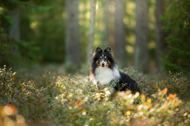 istock Sheltie in sunny forest meadow 2195175360