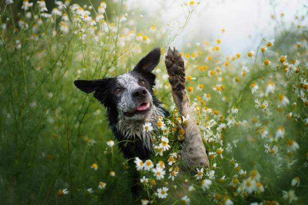 A Nova Scotia Duck Tolling Retriever lies peacefully in a meadow full of small blooming flowers. The soft hues and serene setting accentuate the dog's calm and gentle demeanor.