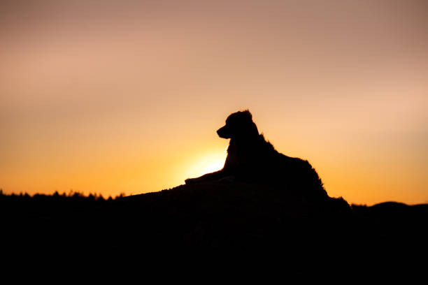 istock Silhouette of dog at sunset 2195175411
