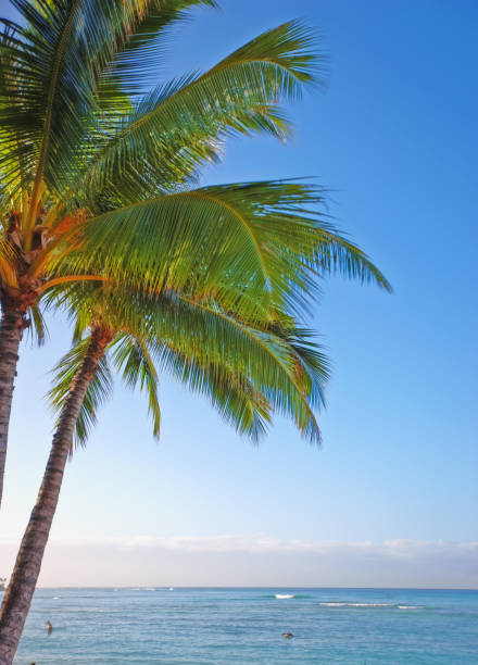Lush palm trees sway gracefully by the side of a tranquil ocean, their leaves kissed by the sunlight. The clear tropical waters blend into the horizon, offering a serene atmosphere of peace and escape.