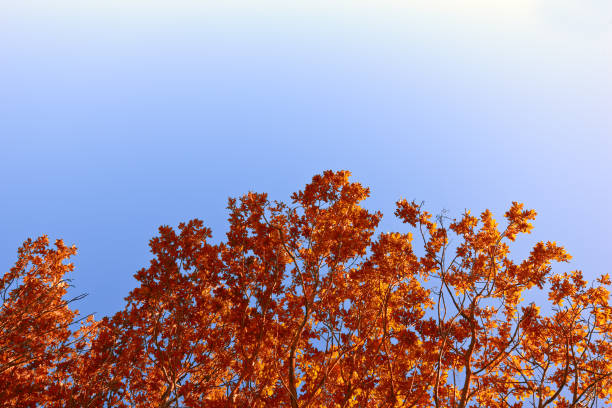 Fiery red and orange autumn leaves crown tree branches reaching upwards. The vibrant contrast with the serene blue sky creates a picturesque representation of fall's beauty, celebration of nature's seasonal transformation.