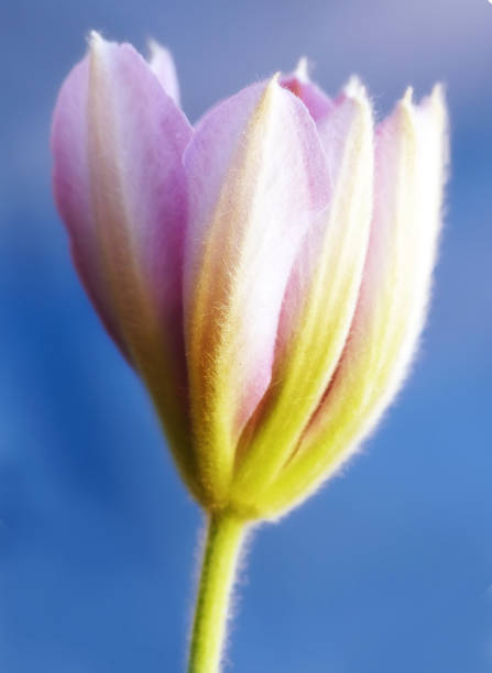 A close-up of a beautiful pink tulip flower against a clear blue sky, basking in the sunlight. Captured in Majorca, Spain, this image showcases spring's elegance and tranquility with a nature-inspired theme.