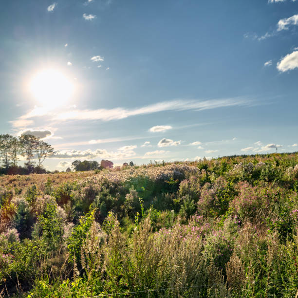 An expansive meadow adorned with vibrant wildflowers under a bright blue sky creates a picturesque and calming scene. Sunlight cascades over the landscape, emphasizing the beauty of the natural surroundings.