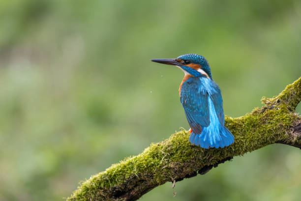 istock Beautiful male Common Kingfisher (Alcedo Atthis) 2195177558