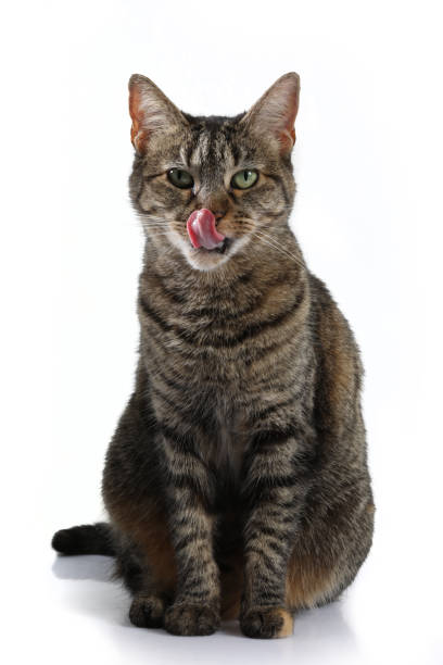istock portrait of a beautiful cat on a white background 2195177992