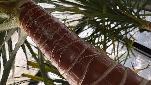 istock Unique pattern on the trunk of Dracaena fragrans 2195178696