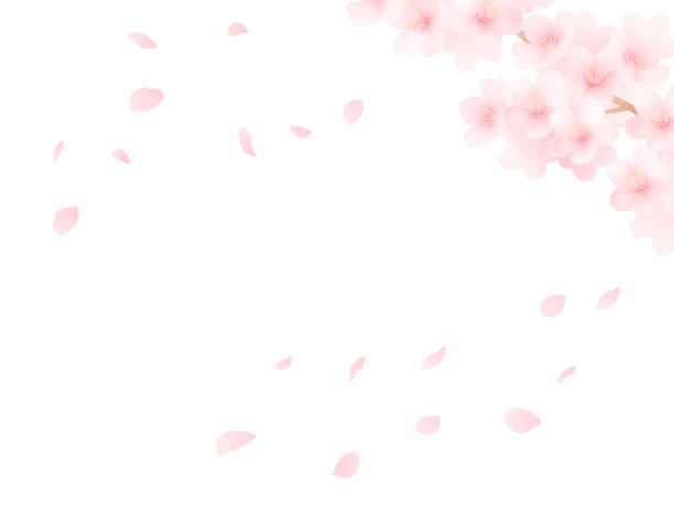 istock Background of cherry blossoms in full bloom and petals. Watercolor illustration. 2195181734