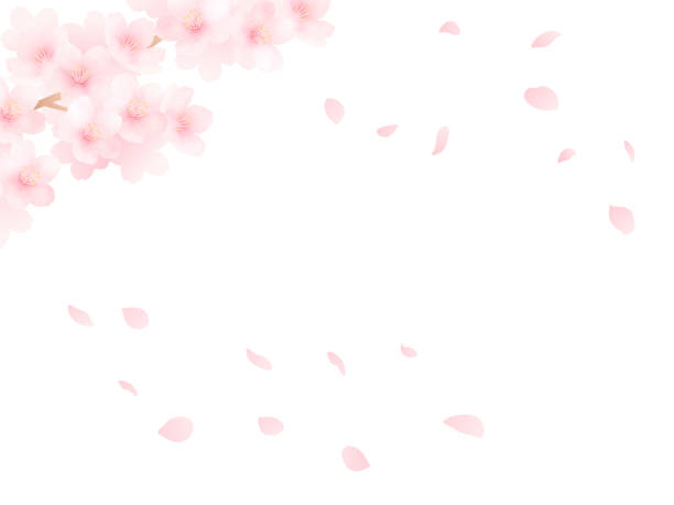 istock Background of cherry blossoms in full bloom and petals. Watercolor illustration. 2195181745