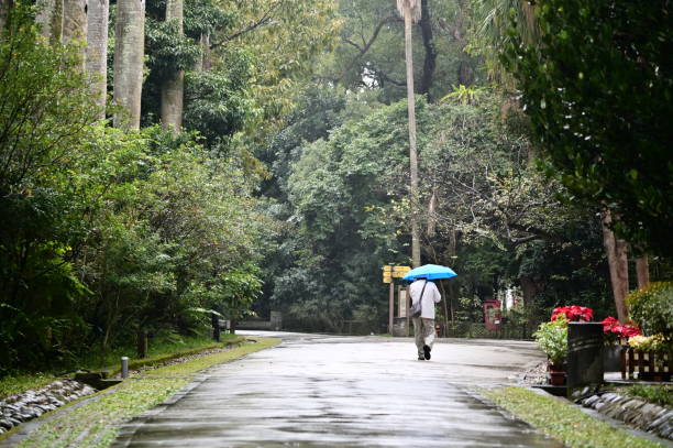 istock Visitor with Blue Umbrella in Rainy Botanical Garden 2195187538
