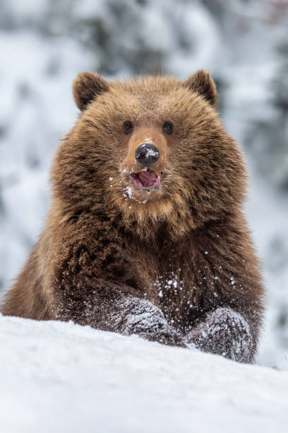 A brown bear moves gracefully over a blanket of snow, surrounded by tall trees in a serene forest setting during the winter season.