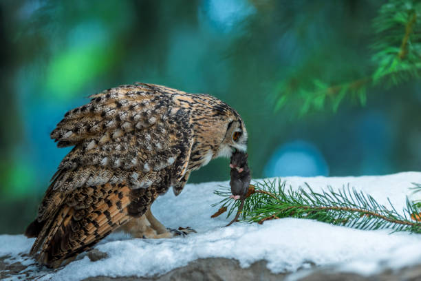A wise owl hunting in winter, captured in a snowy forest setting during early morning light