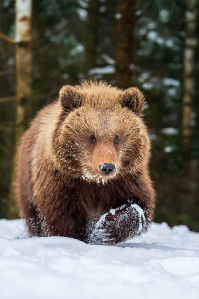 istock A brown bear walks through fresh snow in a tranquil forest on a winter day 2195188571