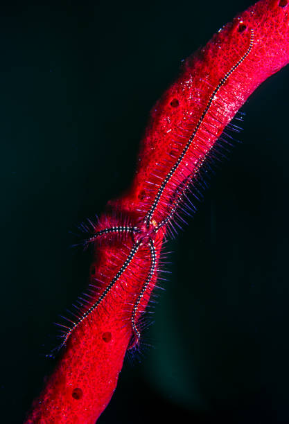 Ophiurida 130+ Ophiuroidea Stock Photos, Pictures & Royalty-Free Images - iStock