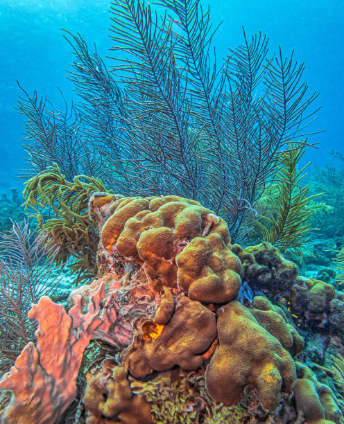 istock Caribbean coral garden, Bonaire 2195189300