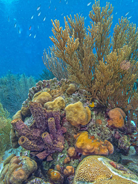istock Caribbean coral garden, Bonaire 2195189511