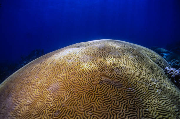 Diploria is a monotypic genus of massive reef building stony corals in the family Mussidae. Diploria labyrinthiformis, commonly known as grooved brain coral