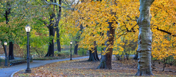istock Autumn in Central Park, early morning 2195189662