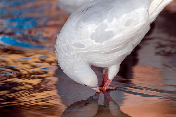 A domestic goose swimming in water. This type of bird is a domesticated form of wild geese.