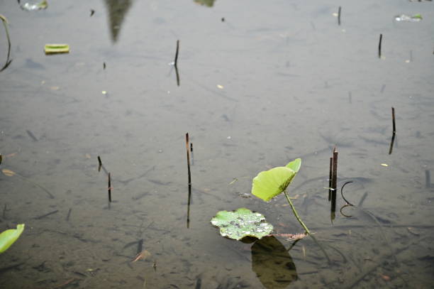 istock Lotus Leaves in a Rainy Winter Scene 2195189937