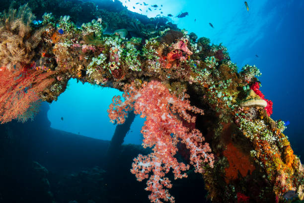 istock Delicate hard and soft corals on an old underwater shipwreck in a warm, tropical ocean 2195190375