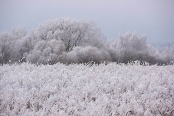 istock The grass and trees are covered in frost 2195190624