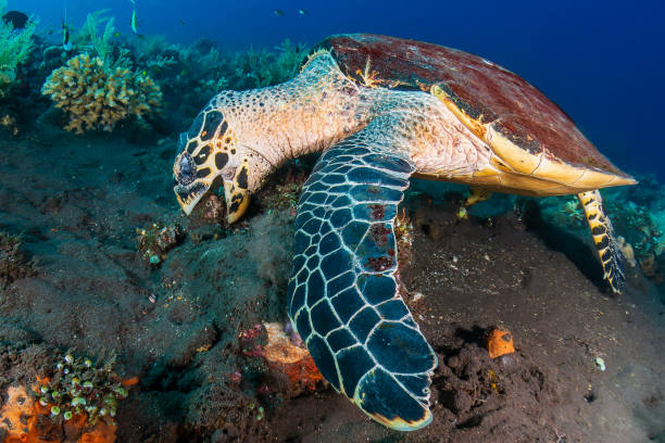 istock Hawksbill Sea Turtle (Eretmochelys imbricata) feeding on corals on a warm, tropical reef 2195190759